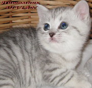Британские вискас котята  из питомника VIVIAN.