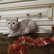 Продается шотландский прямоухий котик,  г. Валдай