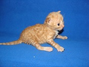 рыжий котенок питомник
