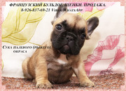 Щенки французского бульдога из питомника
